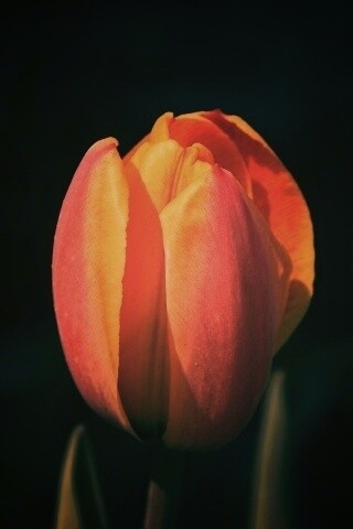 Распускающийся тюльпан обои