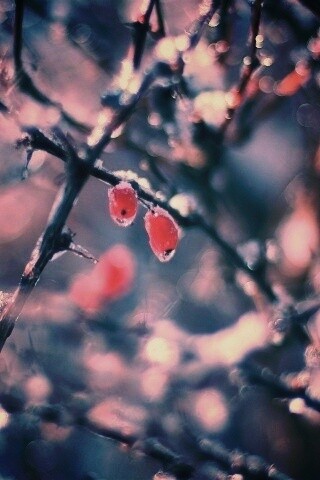 Замерзшие ягоды обои