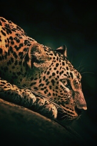 Лежащий ягуар обои