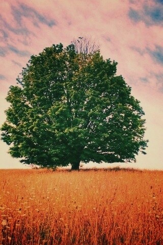 Зеленое дерево в желтом поле обои