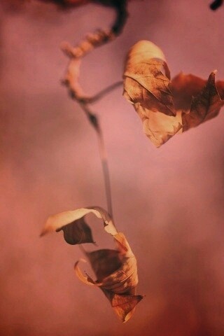 Увядшие листья обои
