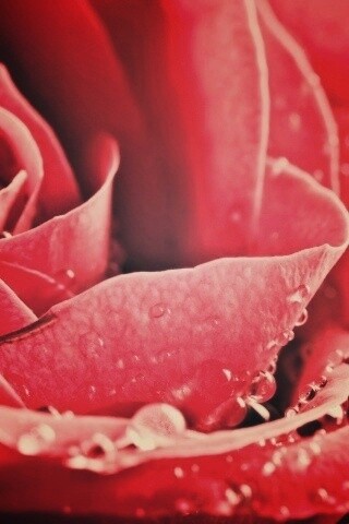 Капли на бутоне розы обои