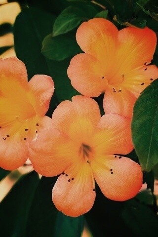 Оранжевые цветочки обои