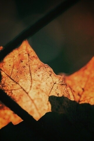 Осенний лист на забором обои