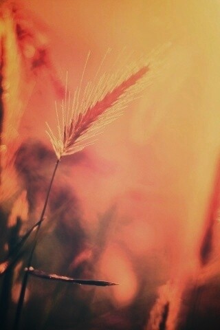 Травинки на солнце обои