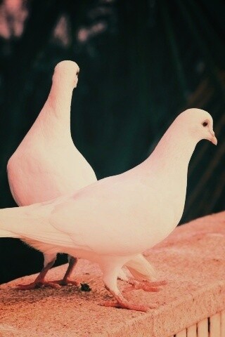 Два белых голубя обои