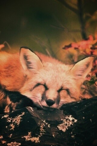 Спящая лиса обои