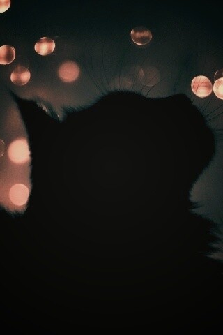 Силуэт черного кота обои