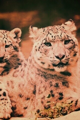 Самка снежного барса с котенком обои