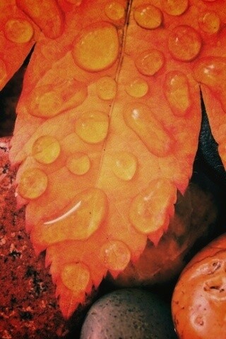 Мокрые листья на камнях обои