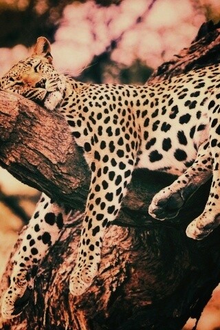 Спящий гепард обои