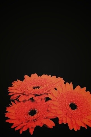 Красные герберы обои