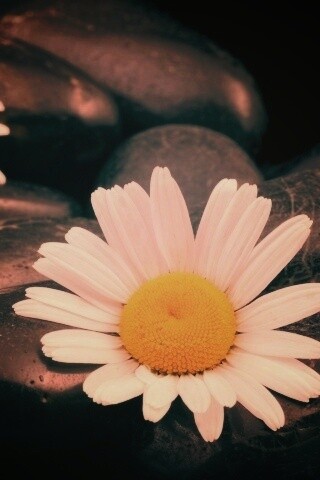 Ромашка среди гальки обои