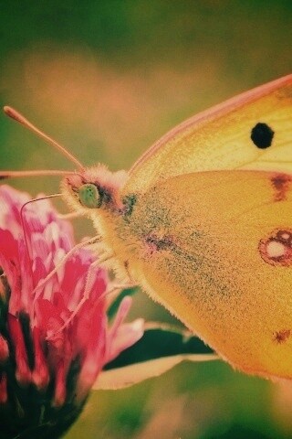 Бабочка на клевере обои