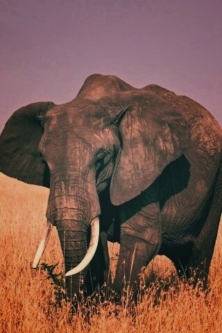 Африканский слон обои