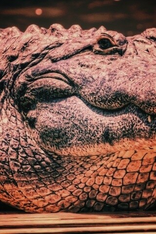 Синий крокодил обои