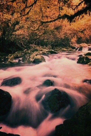 Лесной руче обои