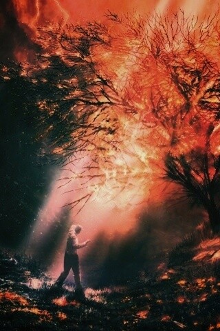 Горящее дерево обои