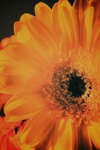 Желтый гербер обои