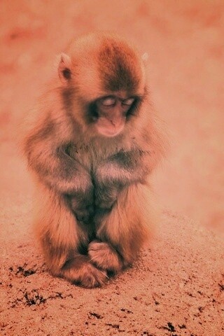 Детеныш обезьяны обои