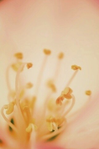 Желтые тычинки обои