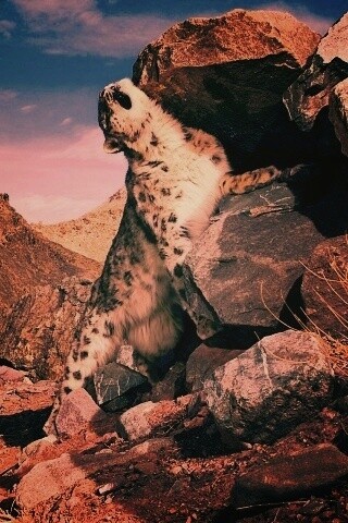 Барс чешется о камни обои