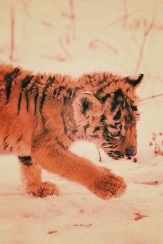 Тигренок на снегу обои