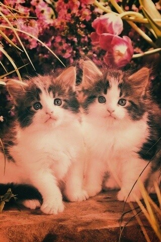 Котята в цветах обои