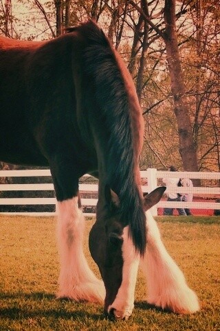 Лошадь с лохматыми ногами обои