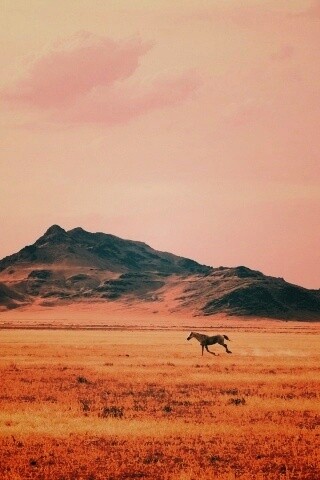 Мустанг в прериях обои