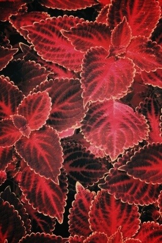 Красные листья обои