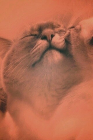 Котята с мамой обои