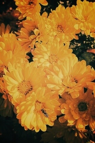 Оса на желтых герберах обои