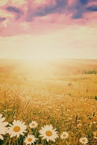 Летний восход обои