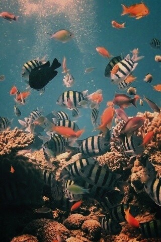 Жизнь в корраловом рифе обои