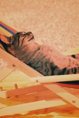 Кот в отпуске обои