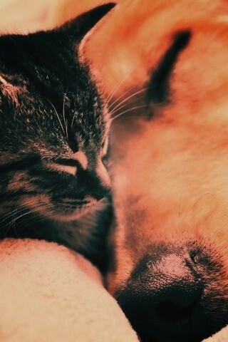 Кошка спит с собакой обои