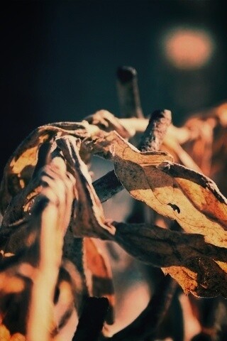 Сухие листья на железном заборе обои