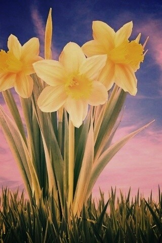 Букет цветов в траве обои