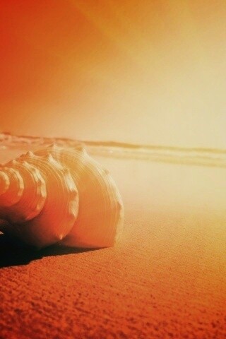 Золотистая ракушка обои