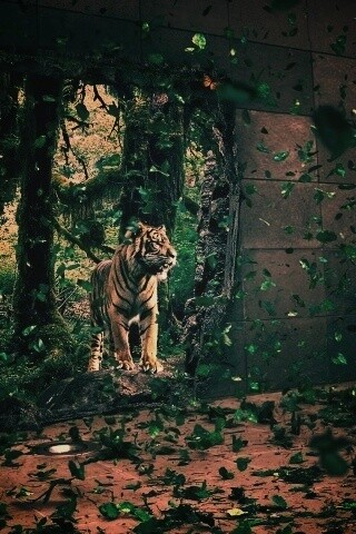 Портал в джунги обои