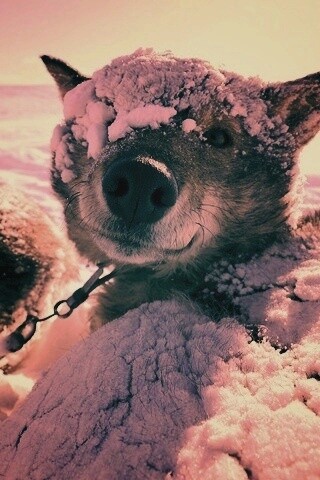 Собачка под снегом обои