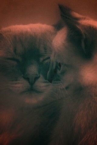 Кошка с котенком обои