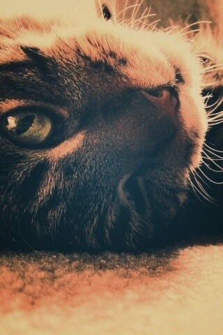 Кот валяется обои