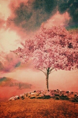 Одинокое цветущее дерево обои