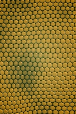 Зеленая сотообразная структура обои