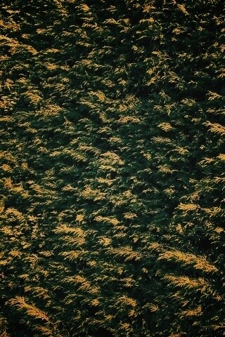 Густые хвойные заросли обои