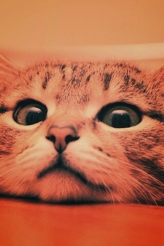 Любопытный котейка обои