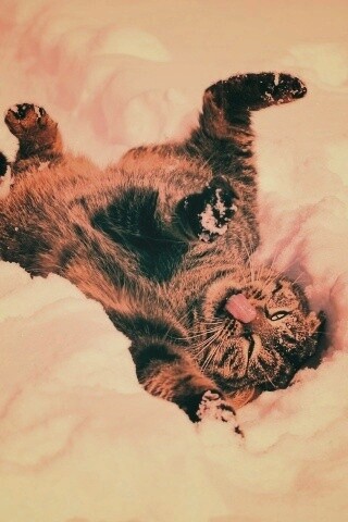 Кот валяется в снегу обои