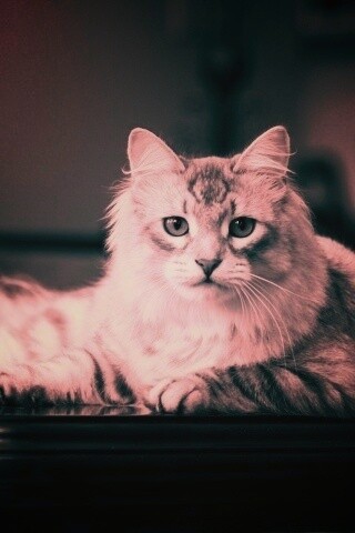 Кот благородных кровей обои